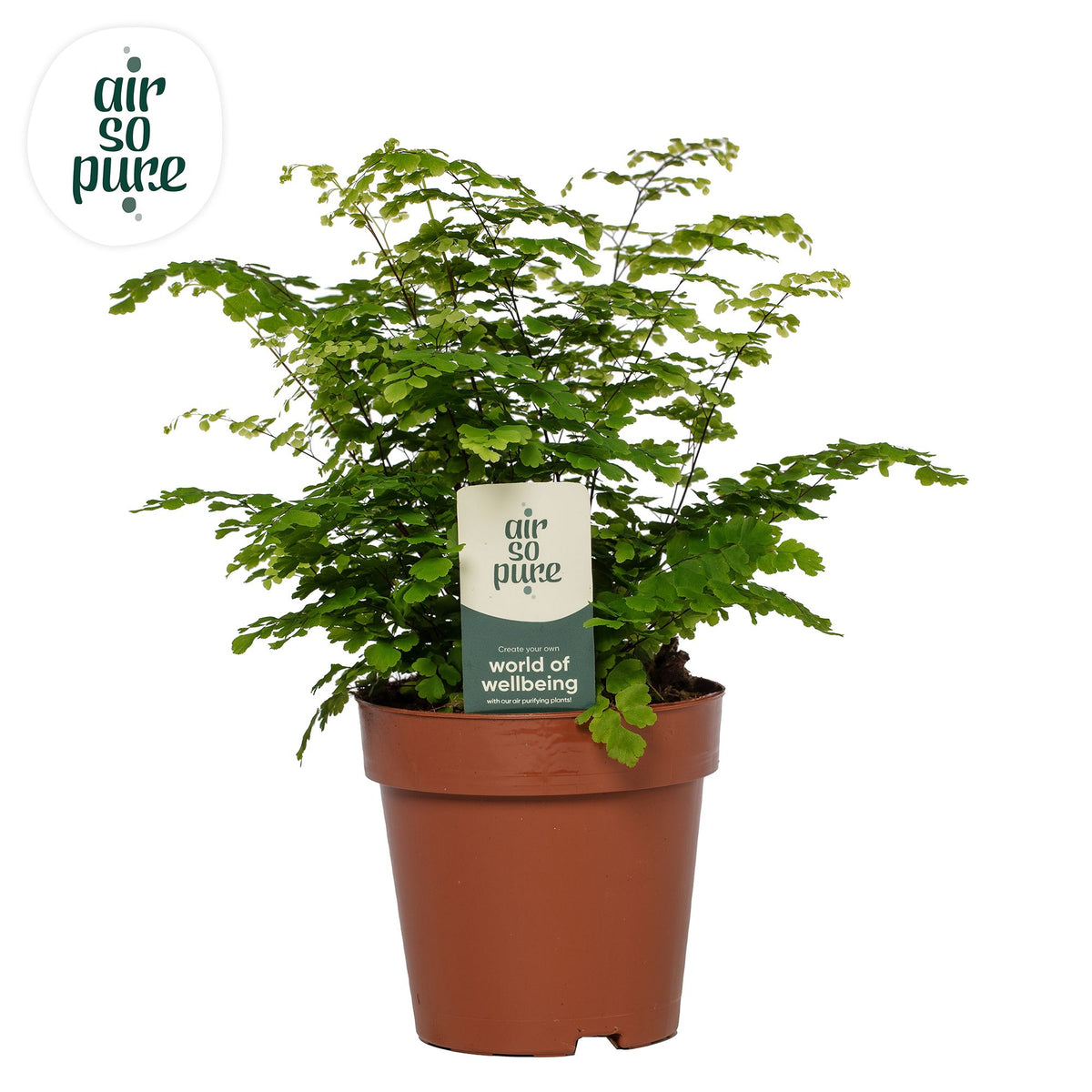 Adiantum Fritz Luthi