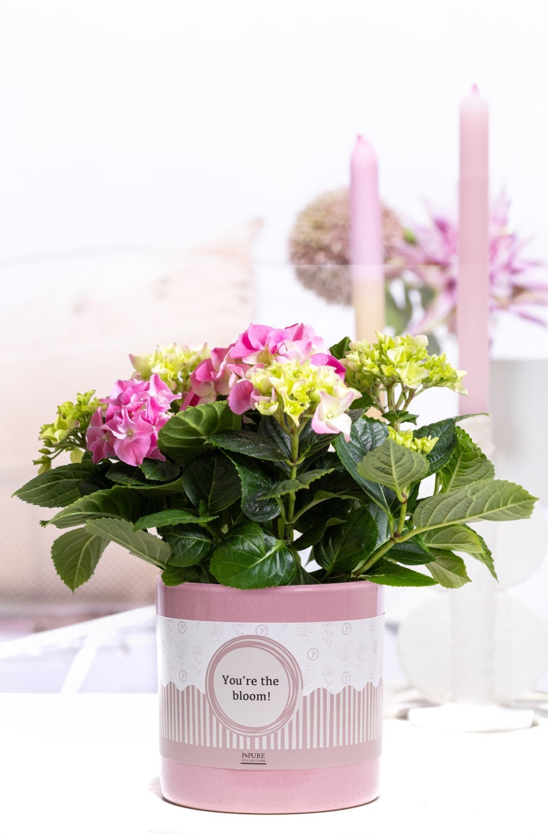 Hydrangea M Early Rosa 2+ Keramiek You're The Bloom – All Occasions ...