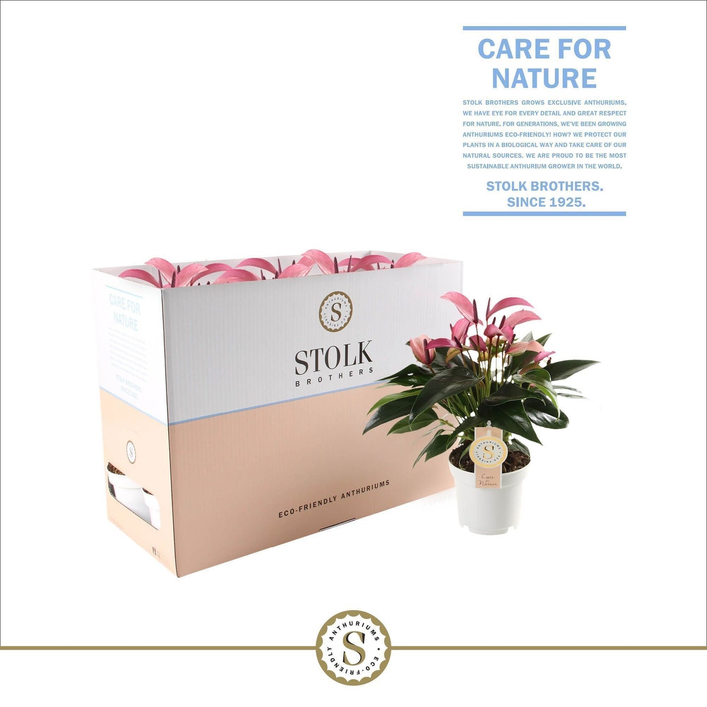 Anthurium St Zizou Ecobo