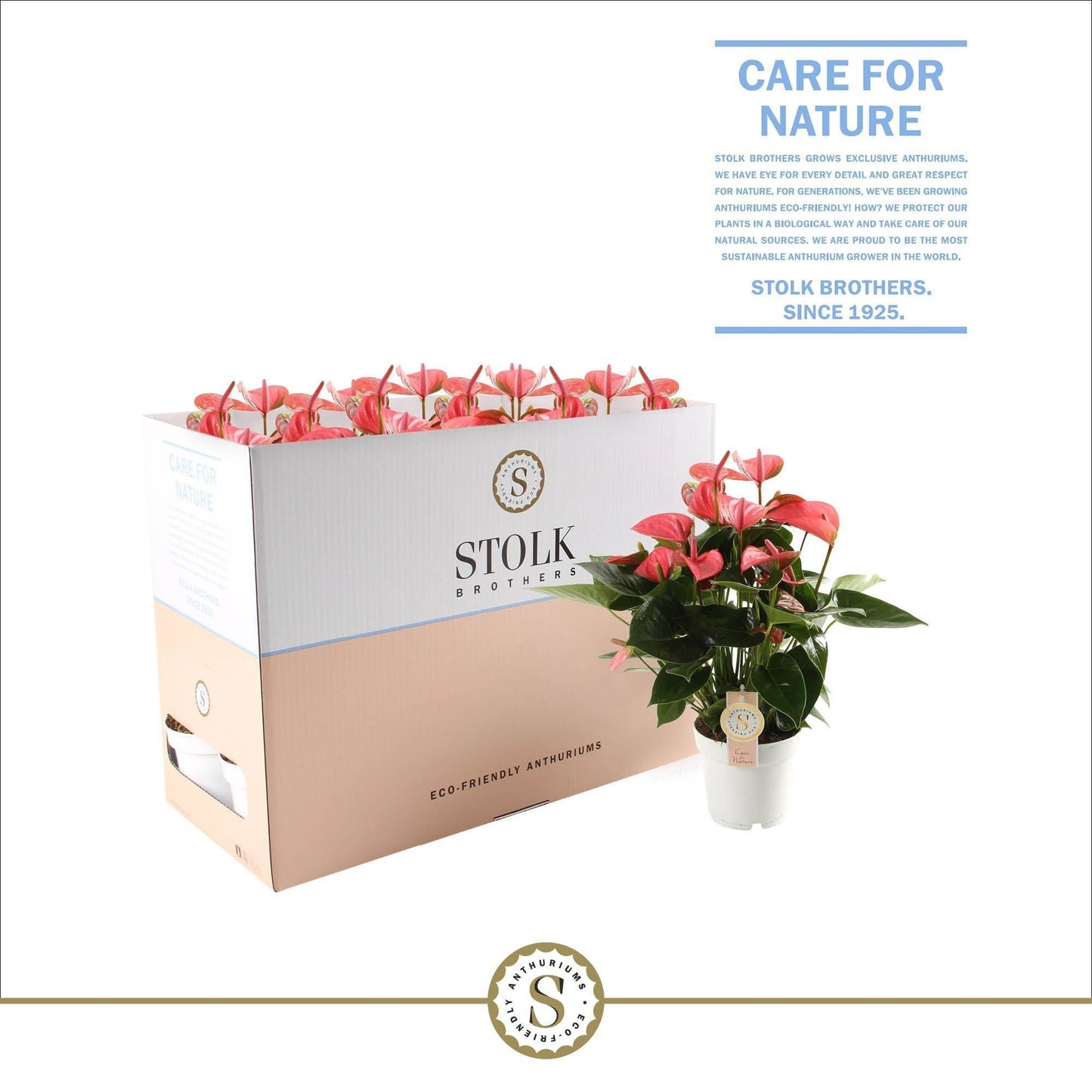 Anthurium St Pink Champion Ecobo