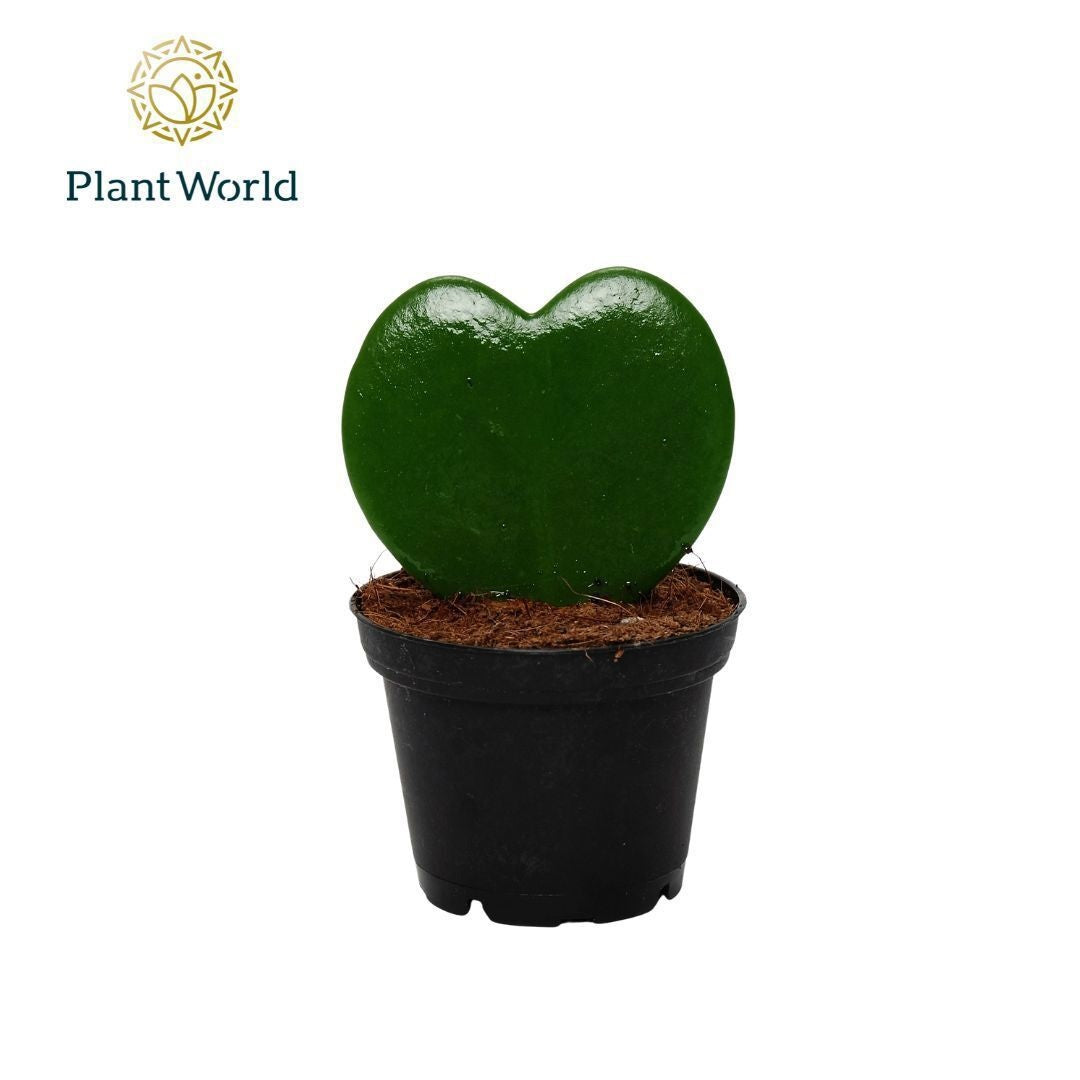 Hoya Kerrii 1pp