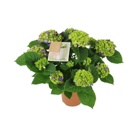 Hydrangea M Ningbo 9-10 Kop
