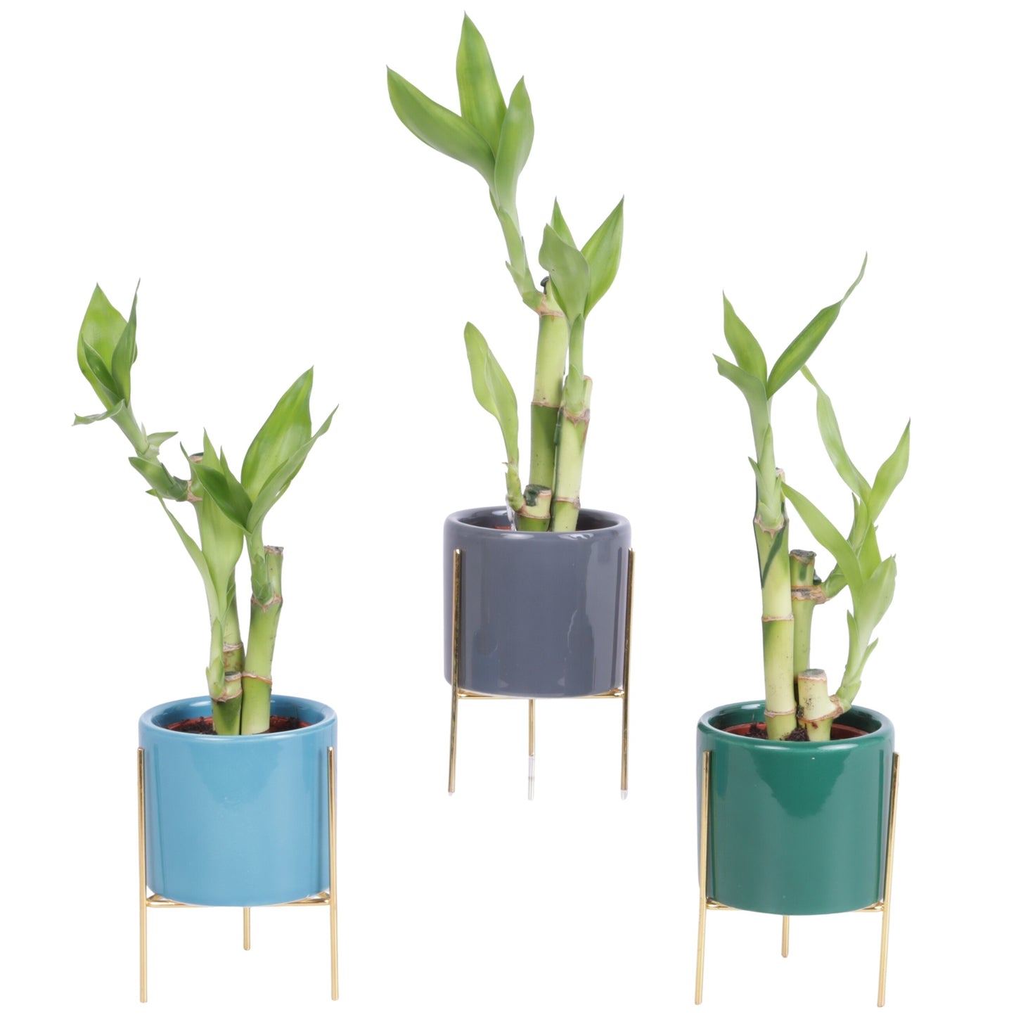 Dra Lucky Bamboo Toef Keramiek Pot On Gold Frame