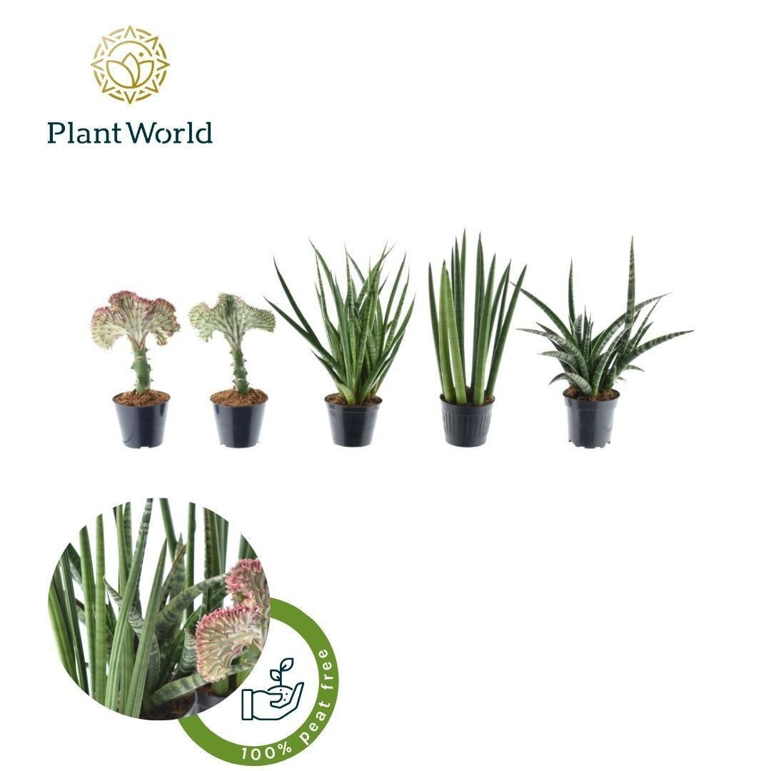 Sans Ov Gemengd Simpson