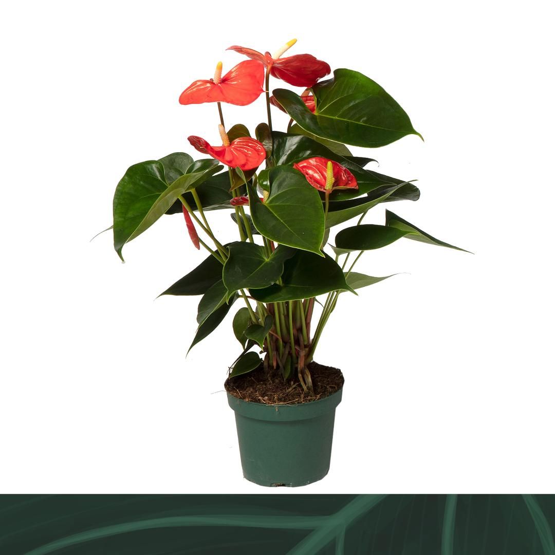 Anthurium An Solara