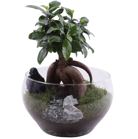 Ficus Mi Ginseng Glas Bowl