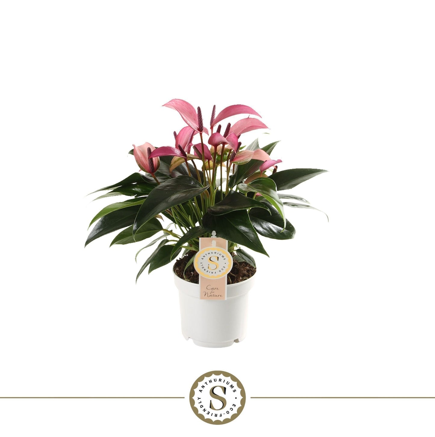 Anthurium St Zizou