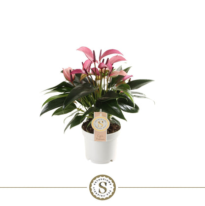 Anthurium St Zizou