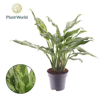 Aglaonema Juliette