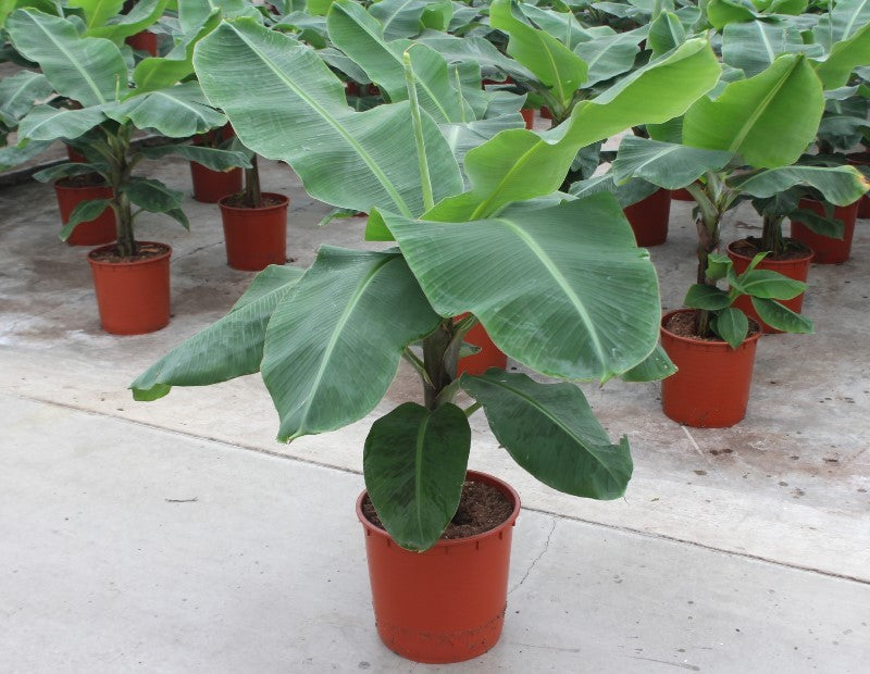 Musa Dwarf Cavendish