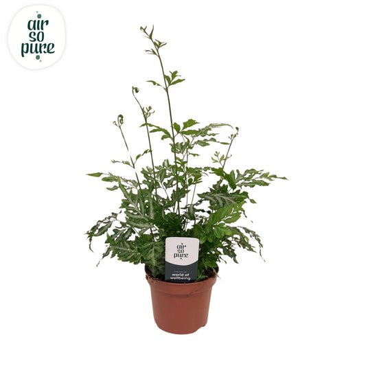 Pteris Evergemiensis