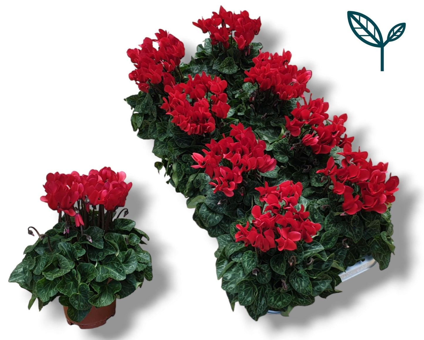 Cyclamen Per Ss Rood
