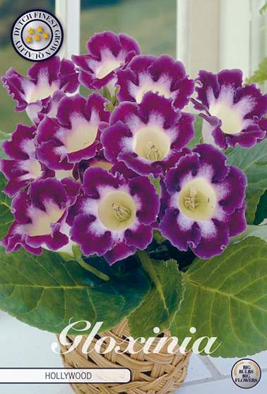 Bloembol Gloinia Hollywood (1) 5/6