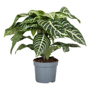 Aphelandra Squarrosa Green