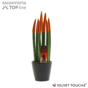 Sans Cyl Velvet Touch Halloween Keramiek Zwart