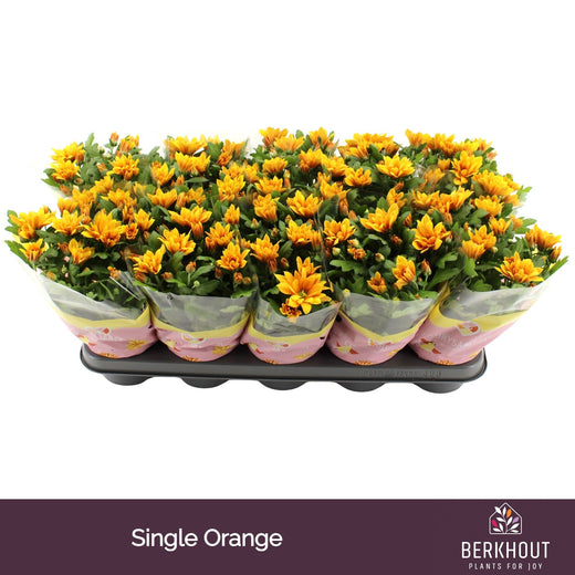 Chrysanthemum Brown Heat