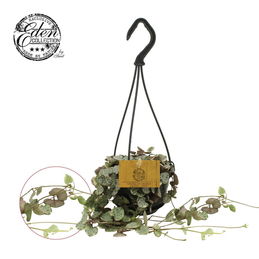 Ceropegia Woodii Variegata