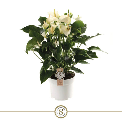 Anthurium St White Champion