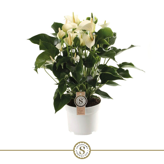 Anthurium St White Champion