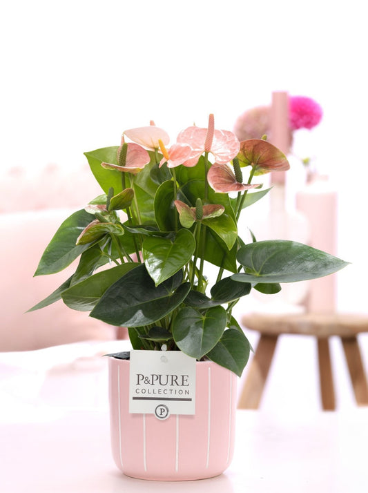 Anthurium An Ov Roze Keramiek Fleur