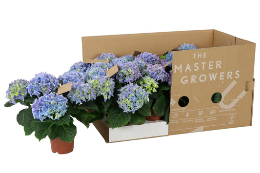 Hydrangea Macrophylla Fabolo