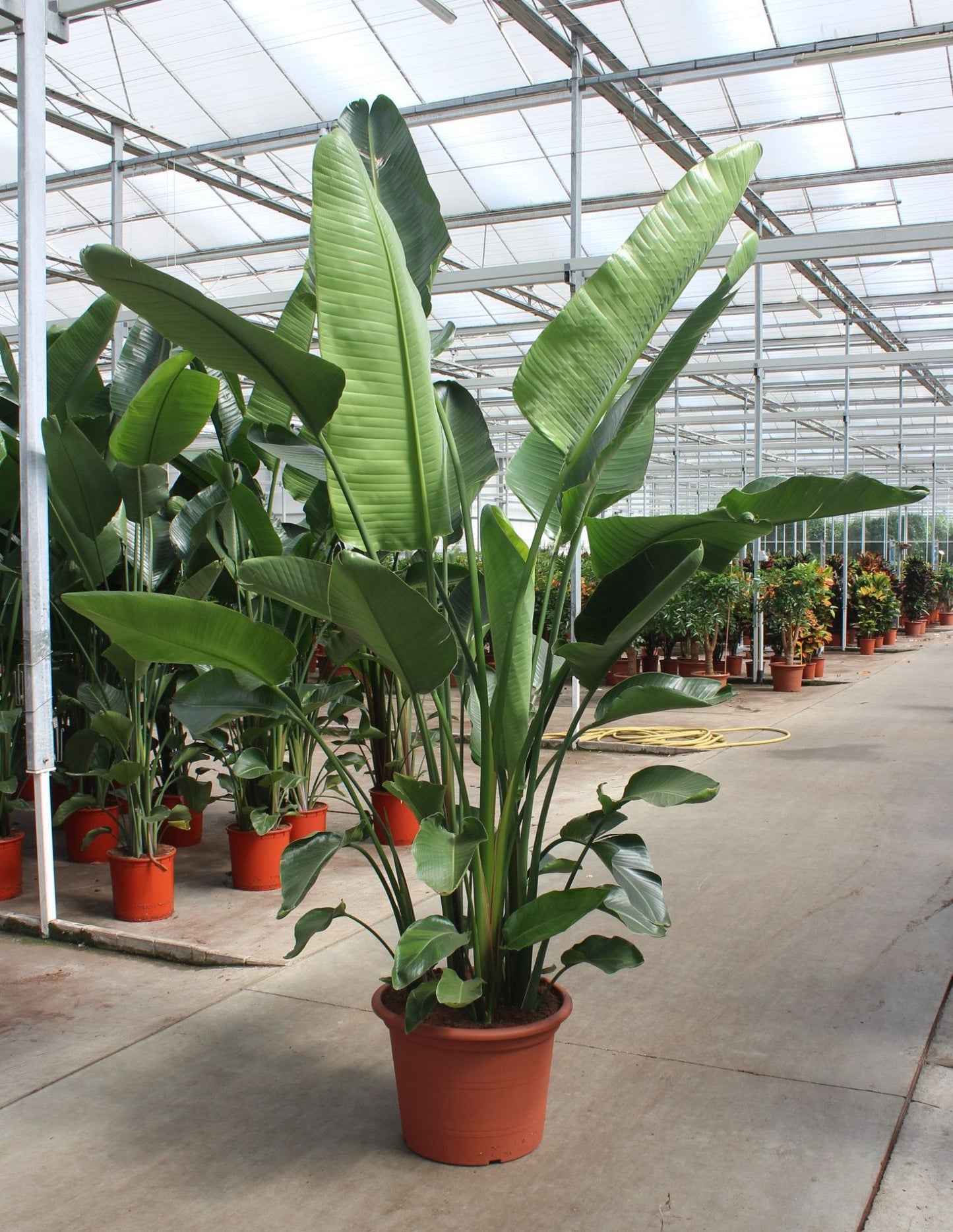 Strelitzia Nicolai 6pp