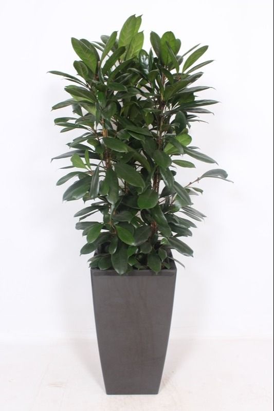 Ficus Cyathistipula Kunstof Piza Antraciet
