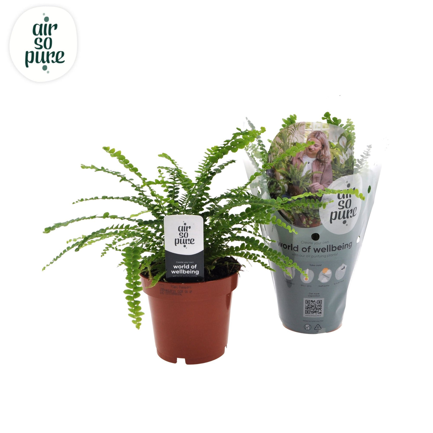 Nephrolepis Co Duffii