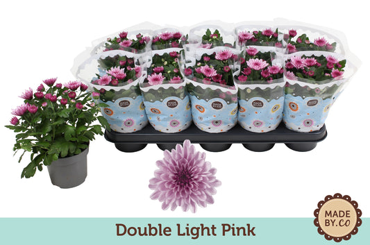 Chrysanthemum Licht Rose Double