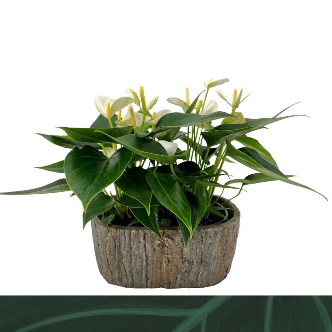 Anthurium An Elido Keramiek Ovaal