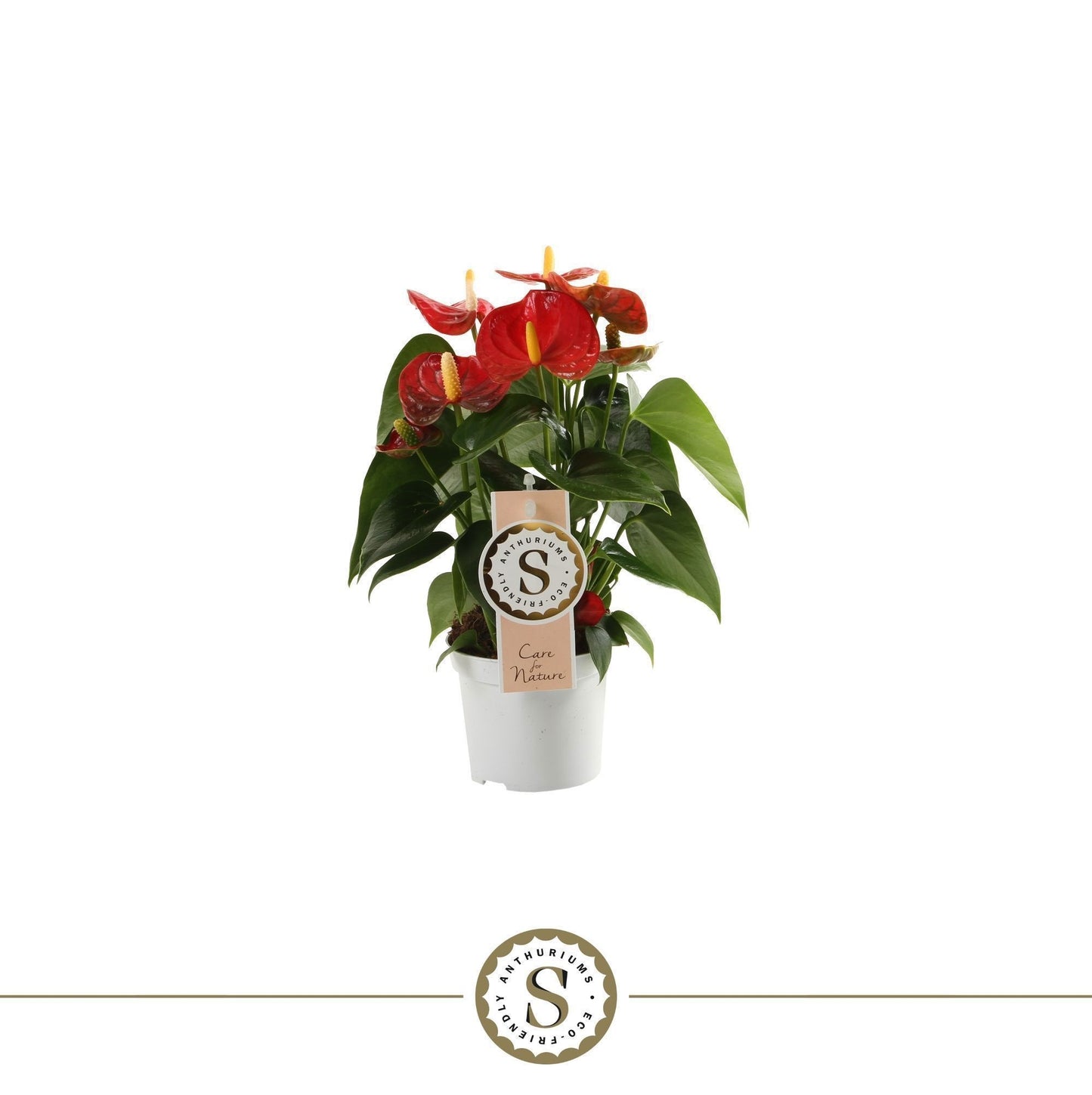 Anthurium St Red Champion