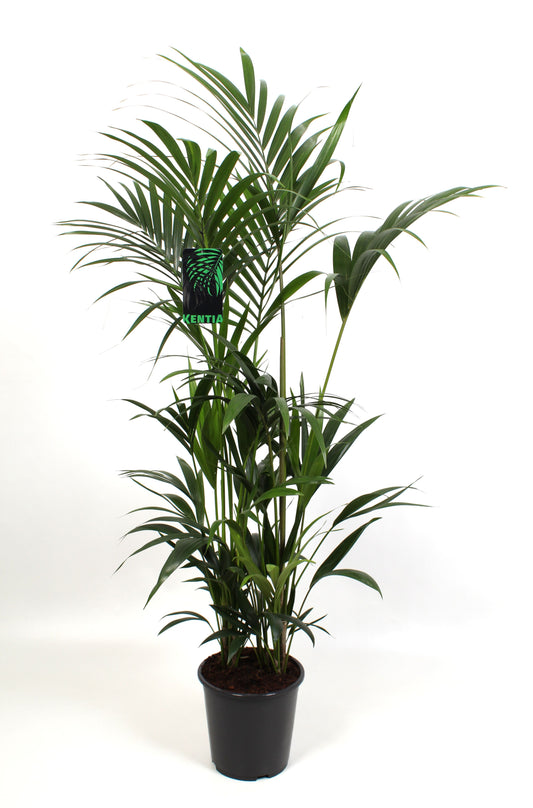 Howea Forsteriana 10pp