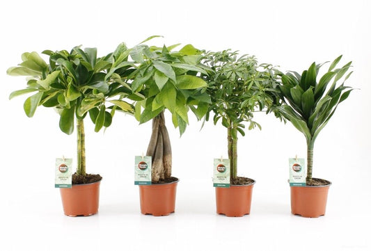 Ov Kamerplanten Gemengd Stam