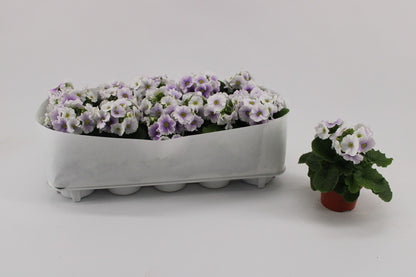 Primula Ob Blue White