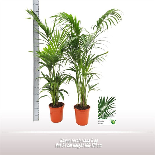 Howea Forsteriana 7pp