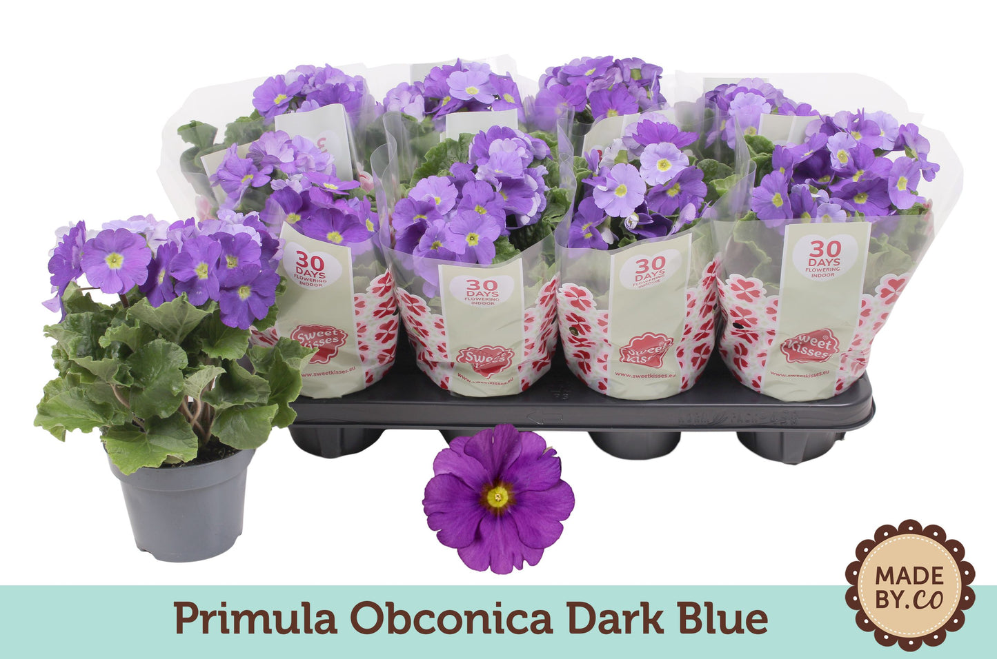 Primula Ob Blauw