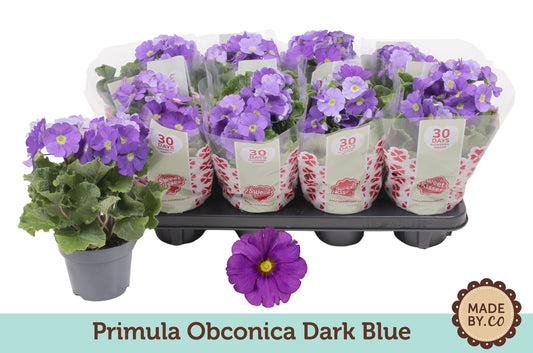 Primula Ob Blauw