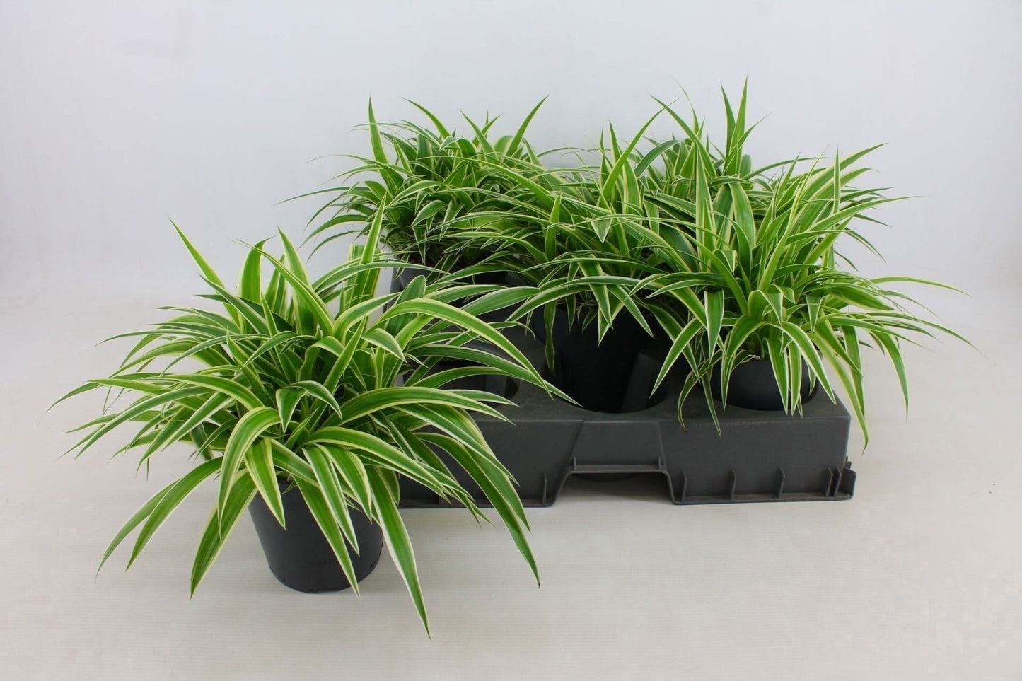 Chlorophyttum Ocean