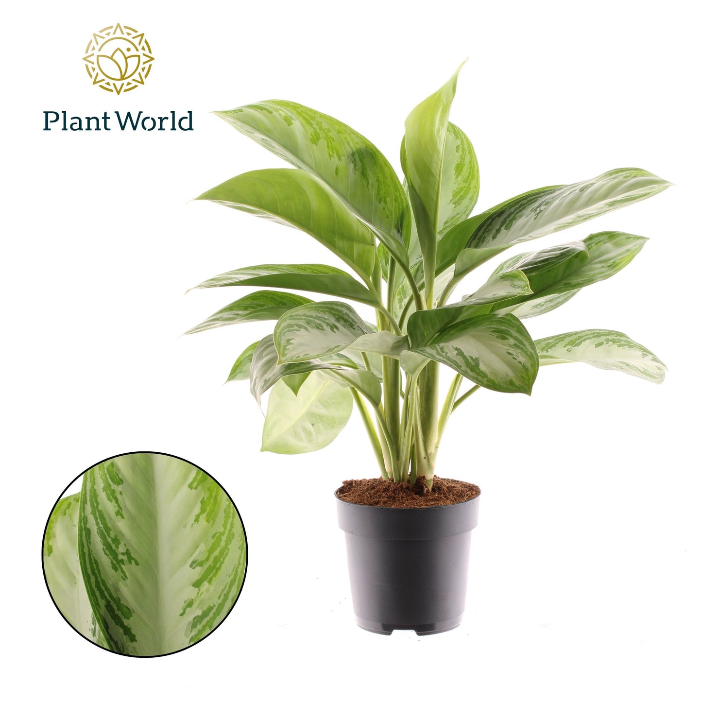 Aglaonema Silver Bay
