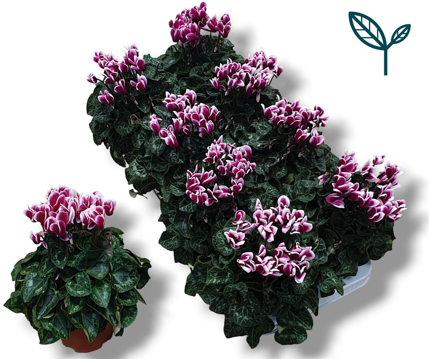 Cyclamen Per Fantasia Paars