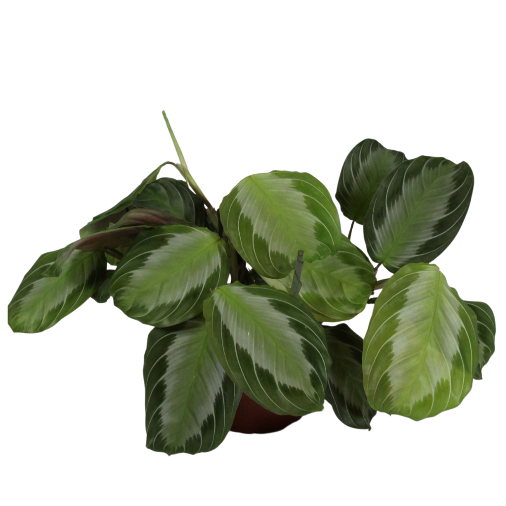 Maranta Leuconeura Fascinator Silver Band