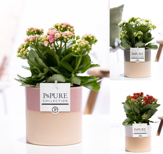 Kalanchoe Gev Gemengd Keramiek Tess