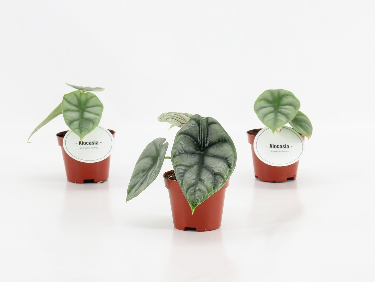 Alocasia Silver Dragon