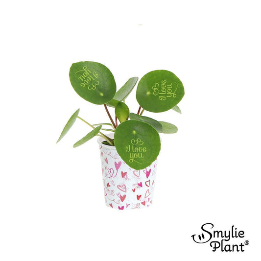 Pilea Peperomioides I LOve You Potcover