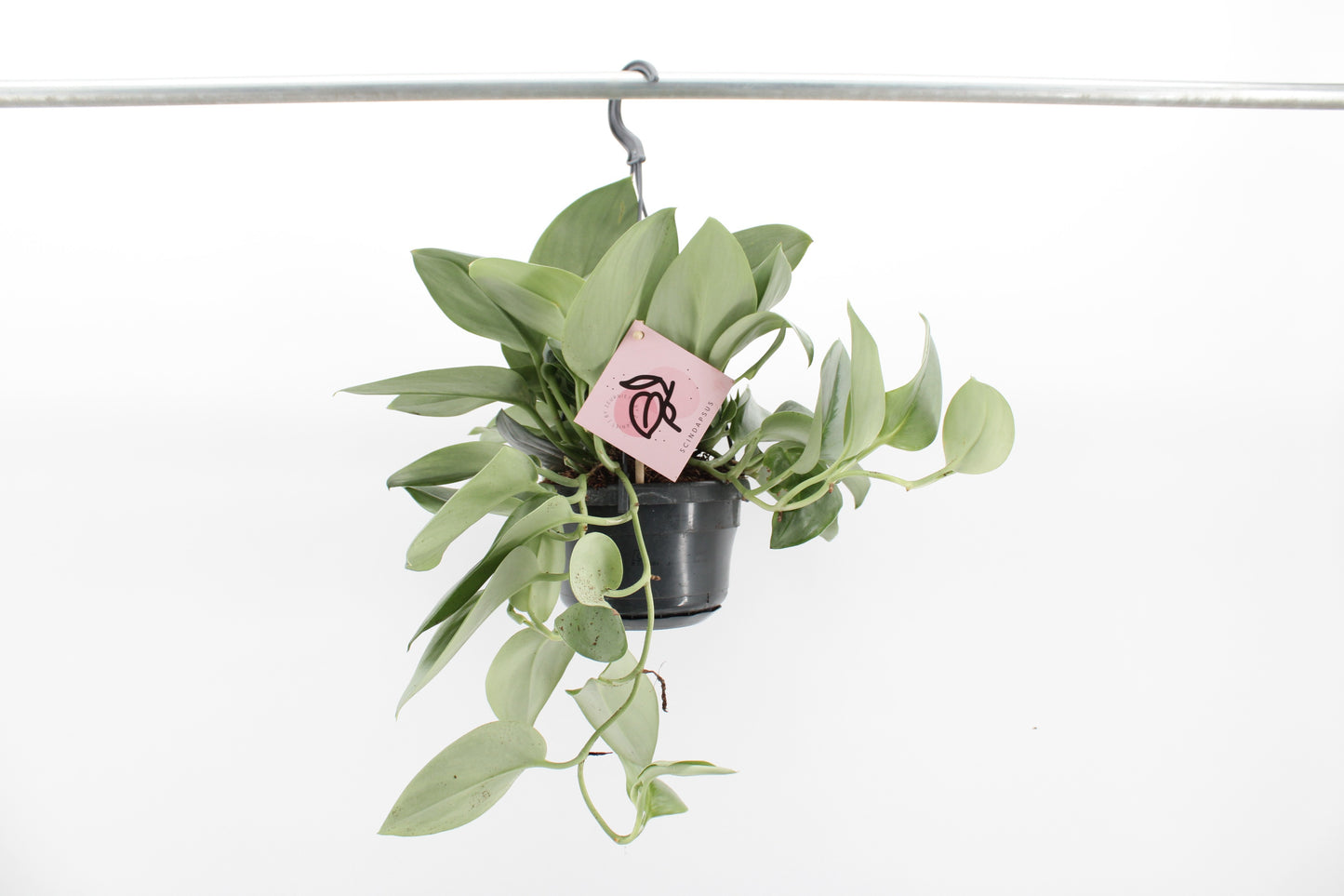 Scindapsus Treubii Moonlight