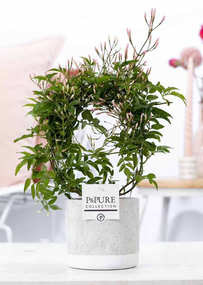 Jasm Poly Wit Boog 200+ Knop Keramiek Jade