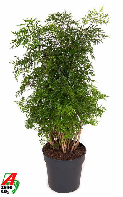 Polyscias Fr Ming Vertakt