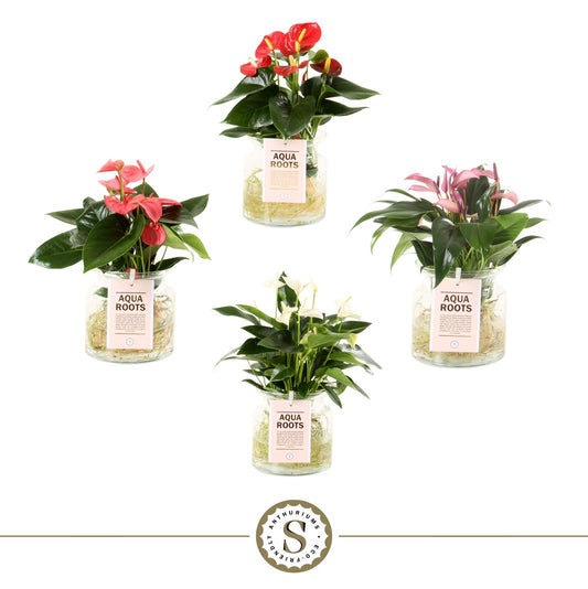Anthurium St Gemengd 3kl Glas Aqua Roots