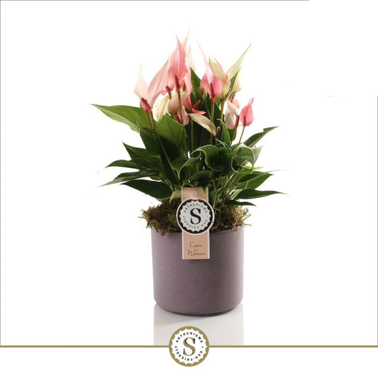 Anthurium St Lilli Keramiek Bari Purple