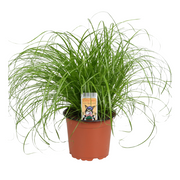 Cyperus Alternifolius Zumula